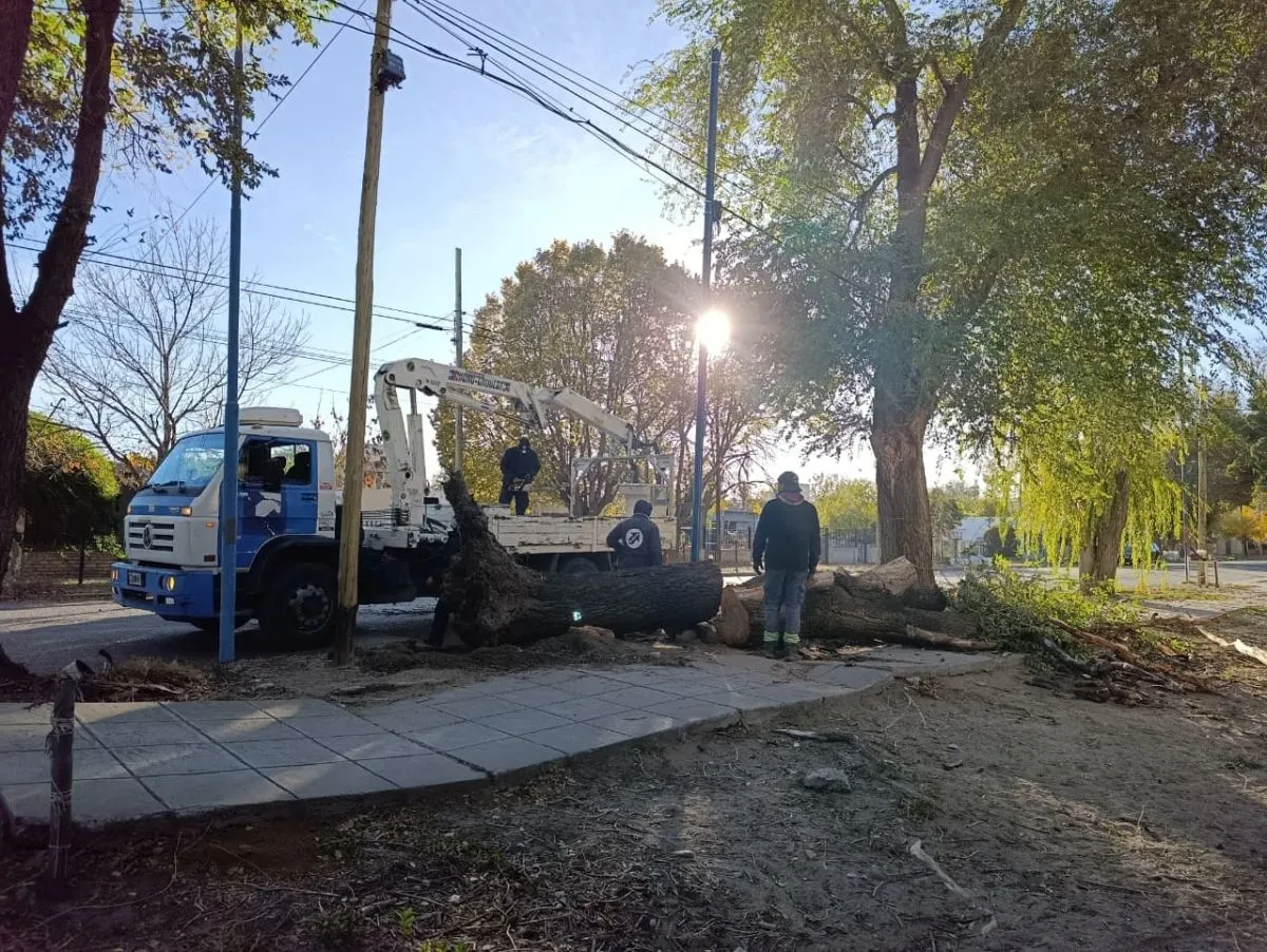 El personal del &aacute;rea de Servicios P&uacute;blicos del Municipio retirando el &aacute;rbol. Foto: Tania Domenicucci