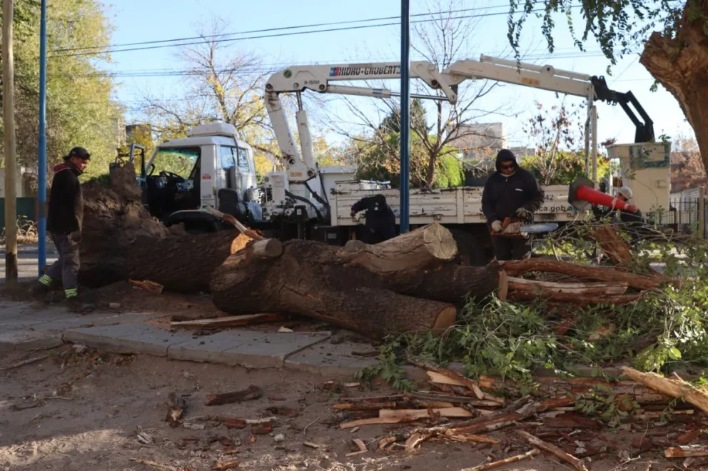 Un árbol de gran porte cayó en un sector de las 500 viviendas. Foto: Tania Domenicucci