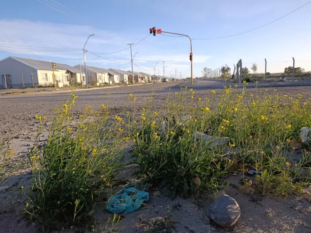 El viento comenzó a sentirse en la ciudad pero se intensificarán por la tarde. Foto: Tania Domenicucci