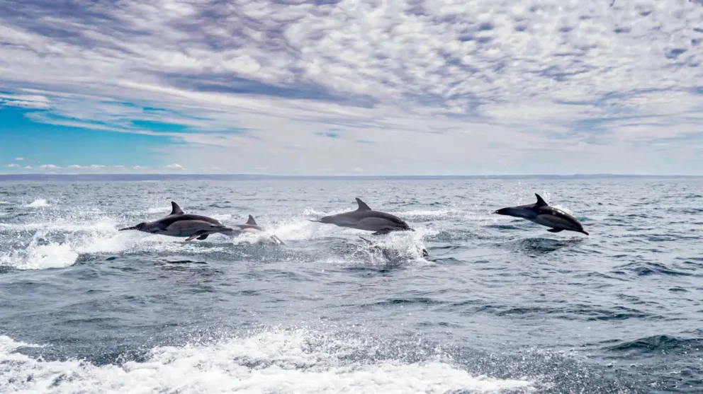 La imagen premiada retrata a tres delfines saltando en perfecta armonía. Foto Luciana Pizzorno