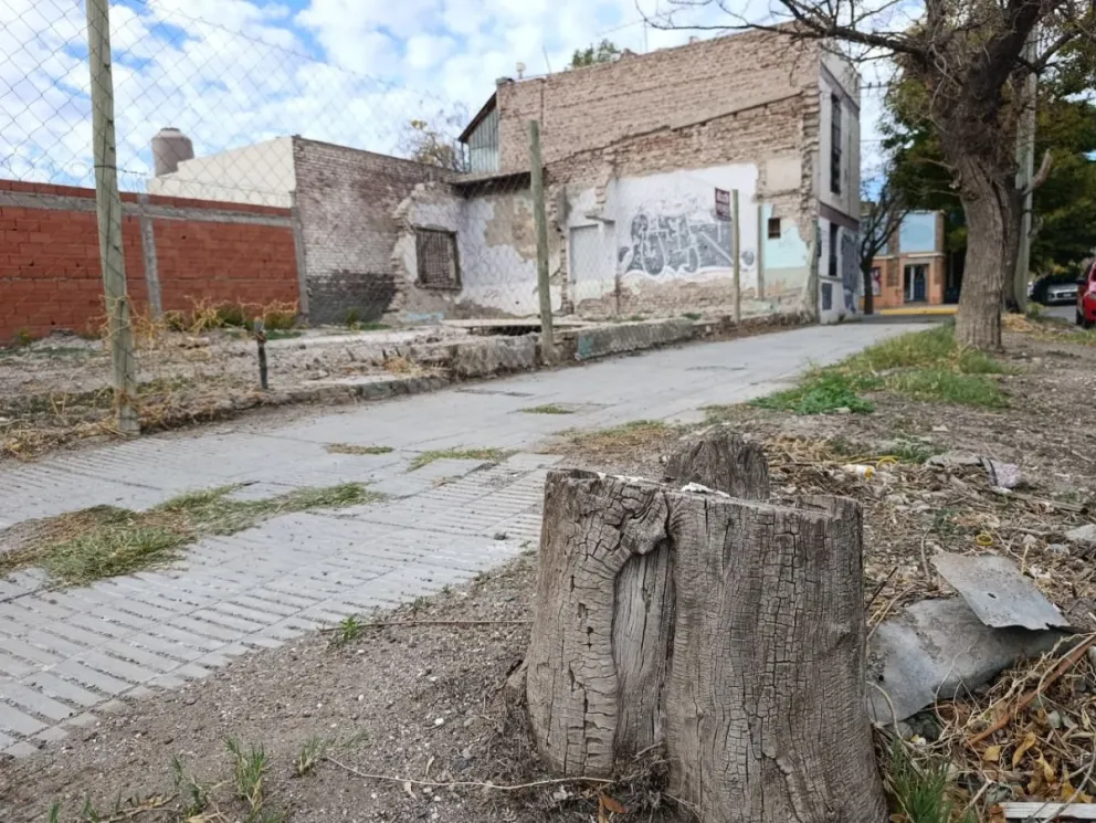 La poda del arbolado urbano sólo está permitida durante junio y julio y requiere autorización previa del Municipio. Foto Tania Domenicucci-ANR