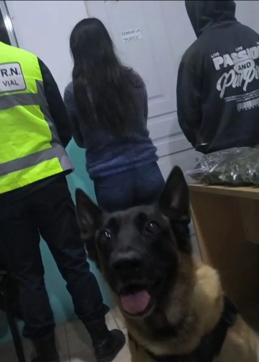 M&aacute;ximo intervino en el control y volvi&oacute; a marcar droga en un operativo que deriv&oacute; en una causa federal. Foto: Polic&iacute;a de R&iacute;o Negro
