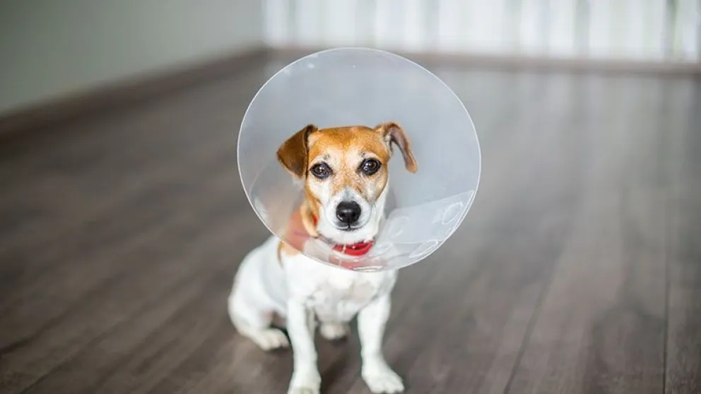 Lejos de las falsas creencias, no altera la personalidad de la mascota ni les impide un desarrollo pleno. (Foto: web)