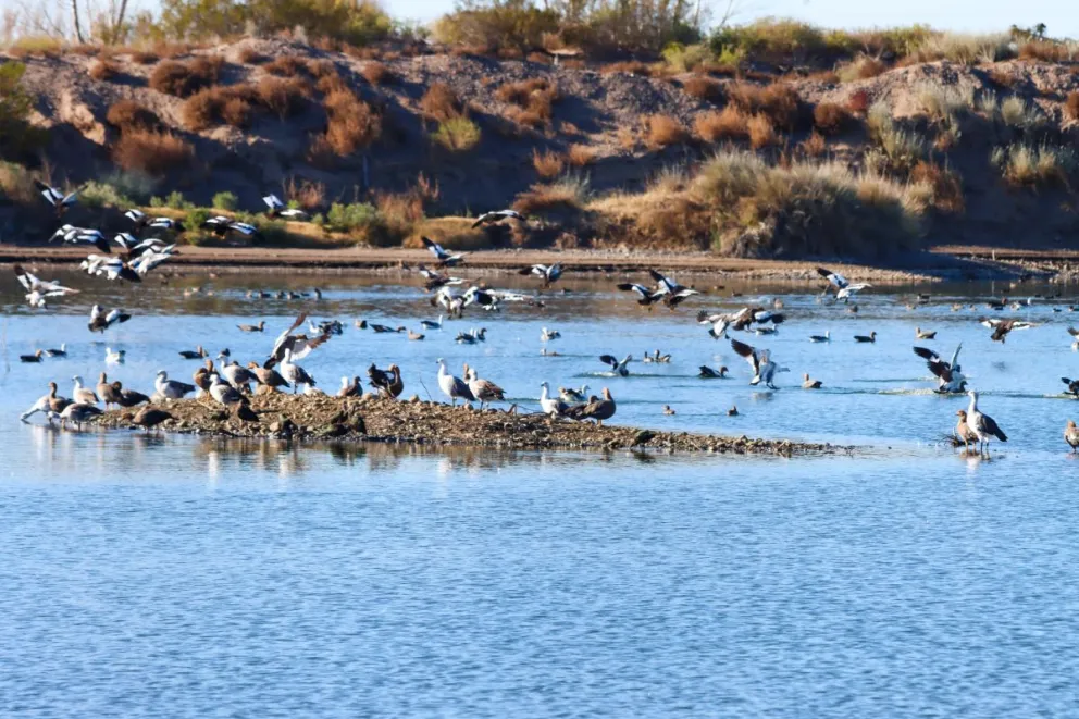 El Humedal El Macá funciona dentro de una cantera en Cervantes y se trata de una reserva privada, a la cual no pueden acceder el público en general para preservar a las aves. Foto Tania Domenicucci-ANR