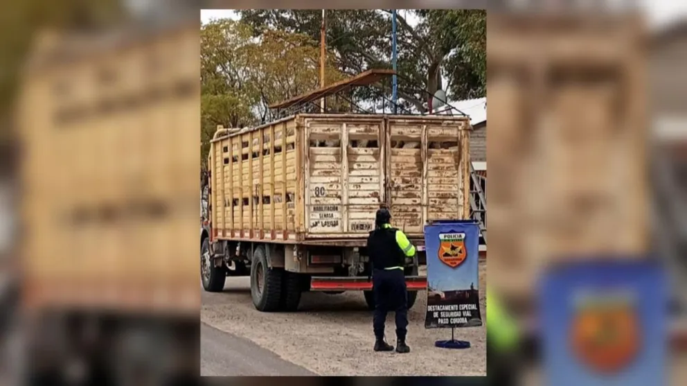 Los siete animales quedaron alojados en la Sociedad Rural de Roca luego de ser retenidos durante un control ganadero en Paso Córdoba. Foto: Policía de Río Negro.