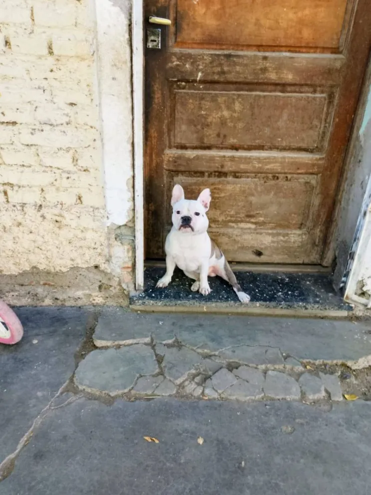 Marlén contó que su perrito Tyson era muy compañero y lo cuidaba como a un hijo. Foto gentileza