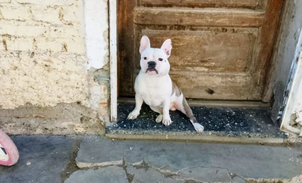 Marlén contó que su perrito Tyson era muy compañero y lo cuidaba como a un hijo. Foto gentileza