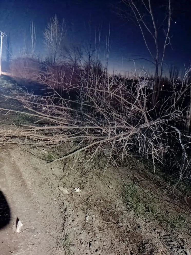 El corte se originó tras la caída de un árbol sobre una línea eléctrica en la zona de Ruta 22 y Alvear. Personal de EdERSA trabajó para restablecer el servicio por sectores. Foto cortesía Edersa