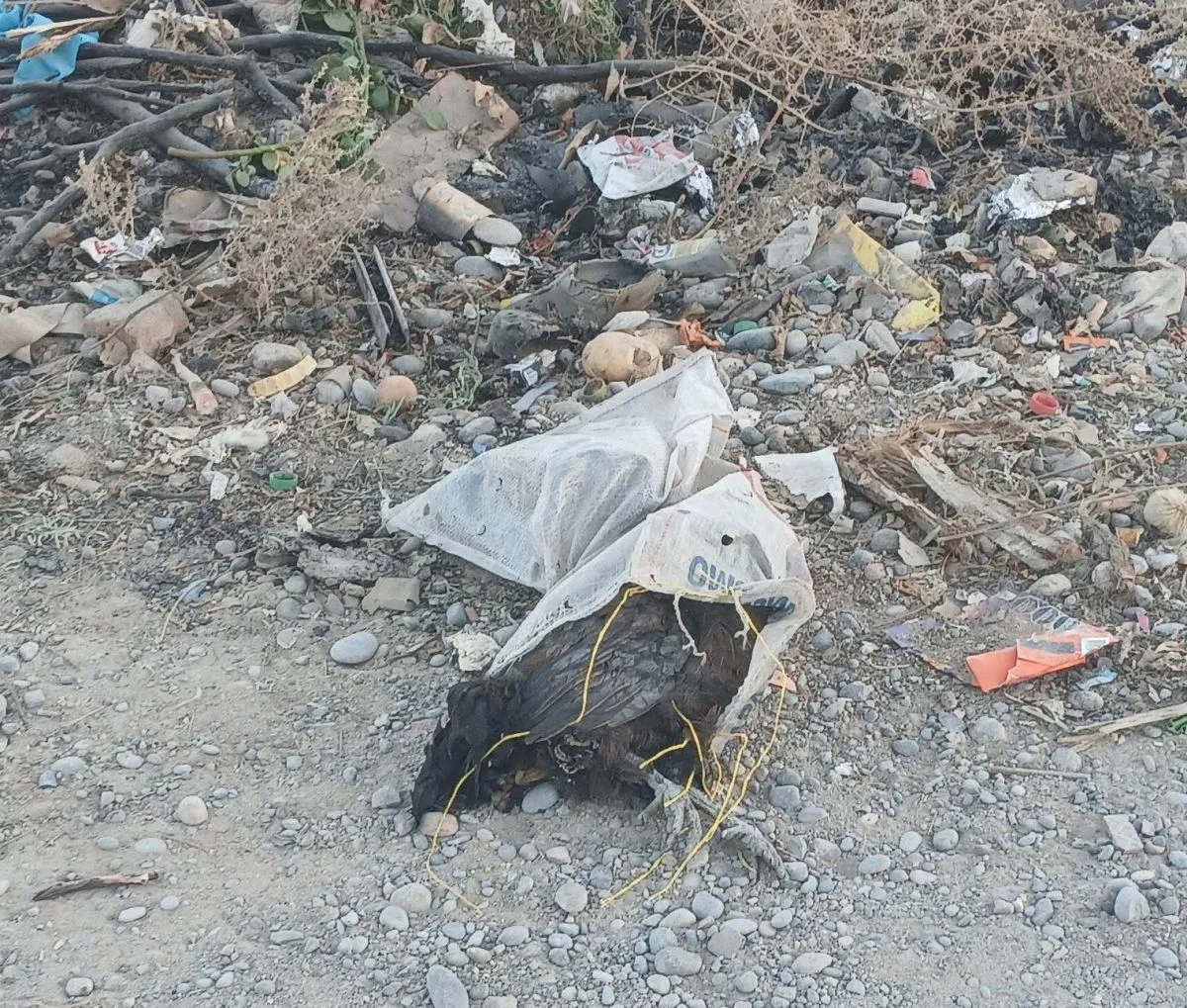 Gallinas, conejos y perros muertos son tirados en la calle. Foto: gentileza