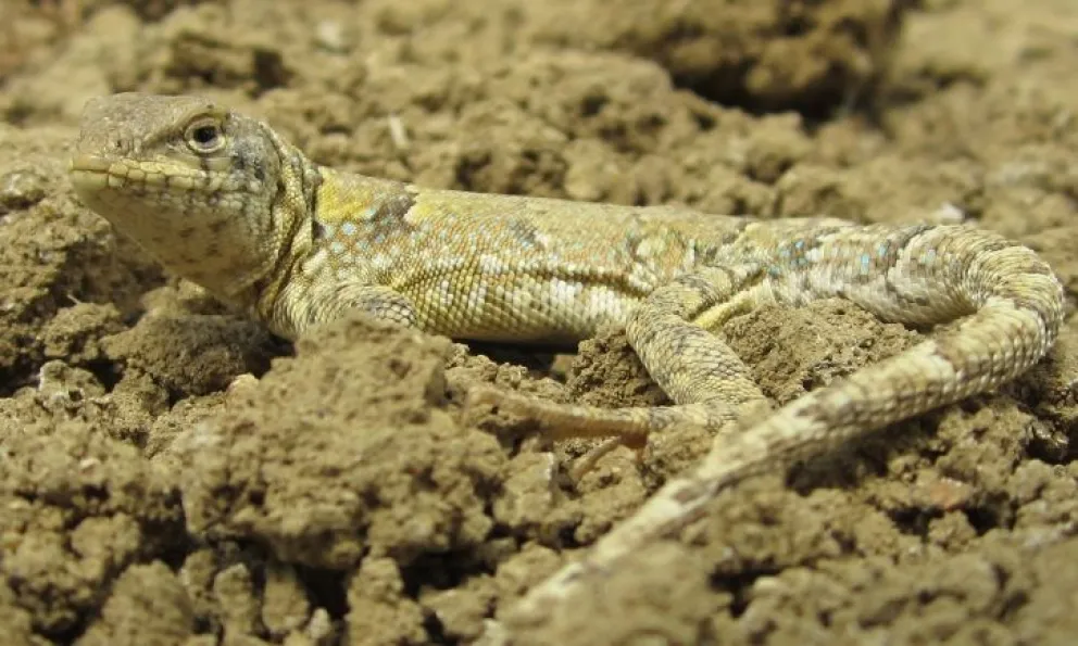 La herpetología es la rama de la zoología dedicada al estudio de los reptiles y los anfibios. Foto gentileza MPCN