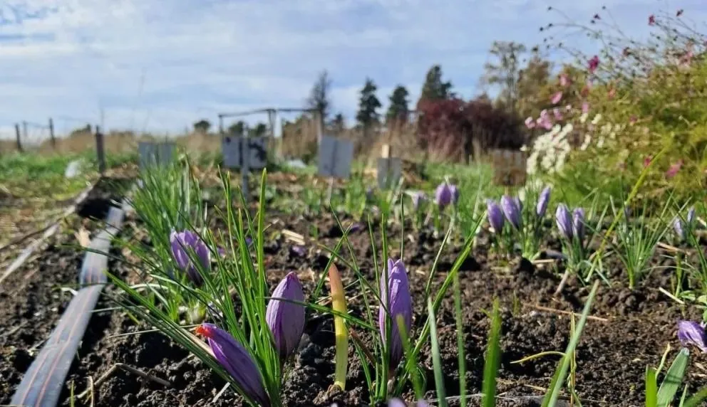 El azafrán es un cultivo que se desarrolla en otoño e invierno, temporadas en donde hay poca actividad productiva en Idevi -foto gentileza.