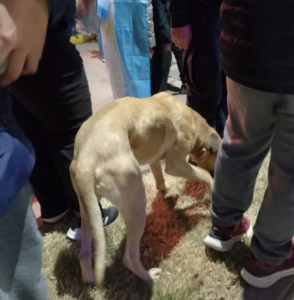 Muchos perros aparecieron perdidos en el centro, durante los festejos. 