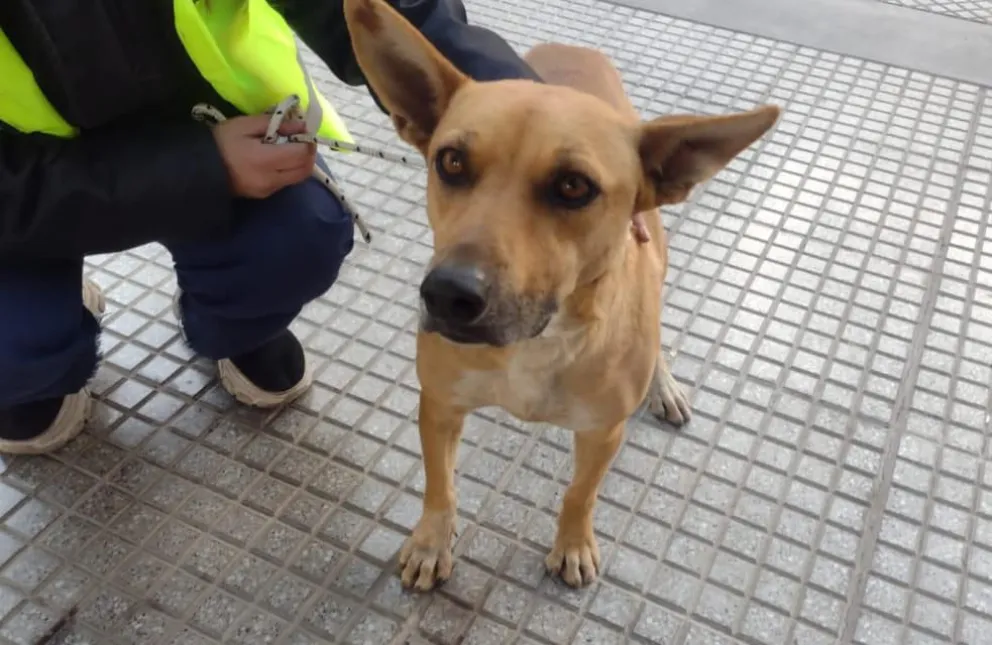Muchos dueños buscan a sus mascotas. Foto archivo 