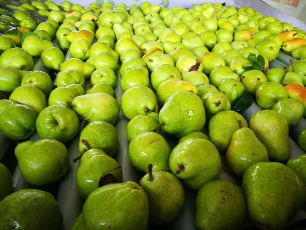  Desde la Secretaría de Fruticultura aseguraron que no hubo pérdida de destinos comerciales y destacaron el liderazgo de la provincia en la exportación de peras. Foto: Archivo.
