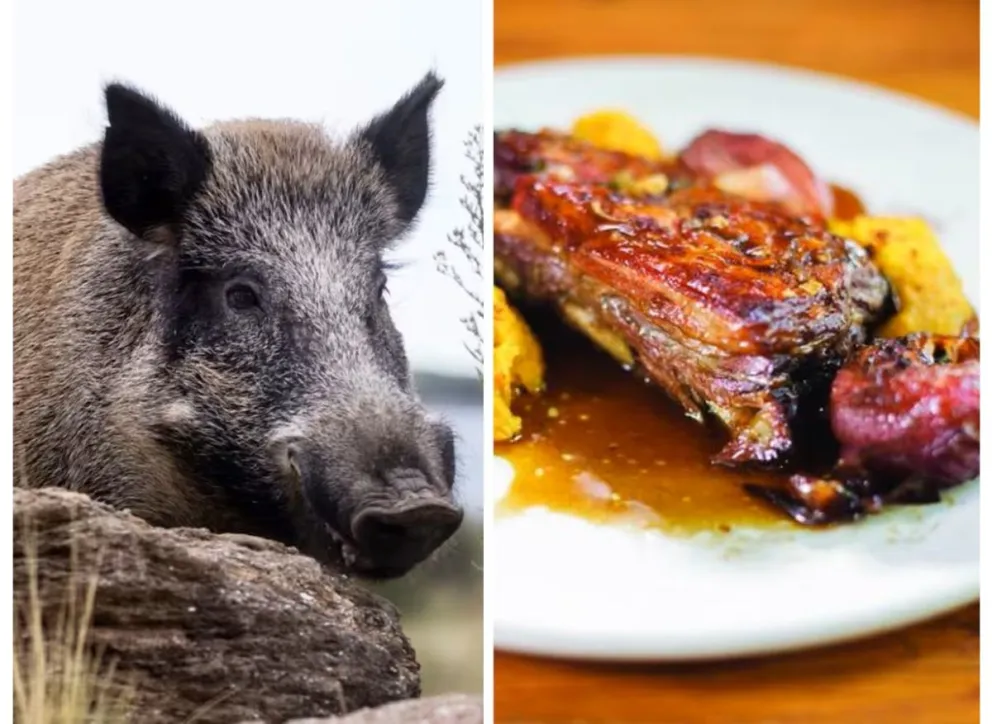 Se espera que la medida no sólo amplíe la oferta de proteína animal, sino que también contribuya a un manejo más eficiente del control poblacional de esta especie. (Foto: web)