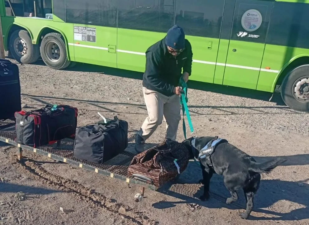 Un perro de la Brigada Canina del Senasa inspecciona equipajes durante un control en la barrera sanitaria. Foto: Prensa Senasa