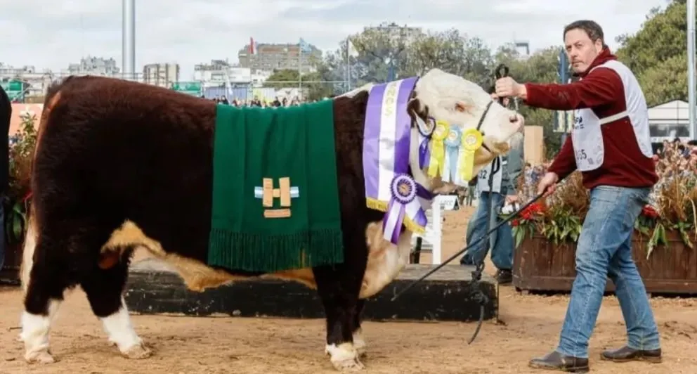 Ventarrón, de la cabaña La Txapela, y un histórico premio como Reservado Gran Campeón Macho Hereford. Fotos: gentileza.