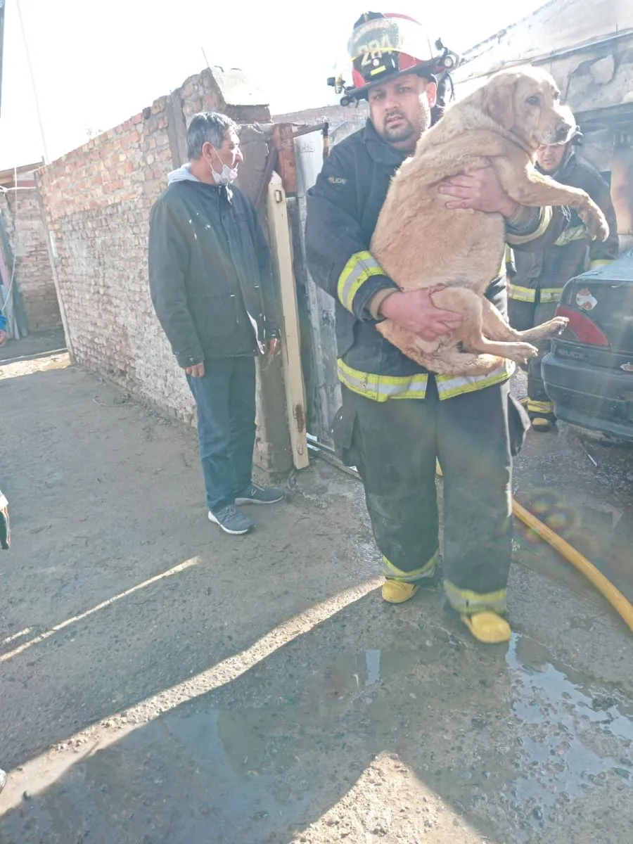 Uno de los perros de la familia fue rescatado por los bomberos durante el operativo. Foto: Gentileza.