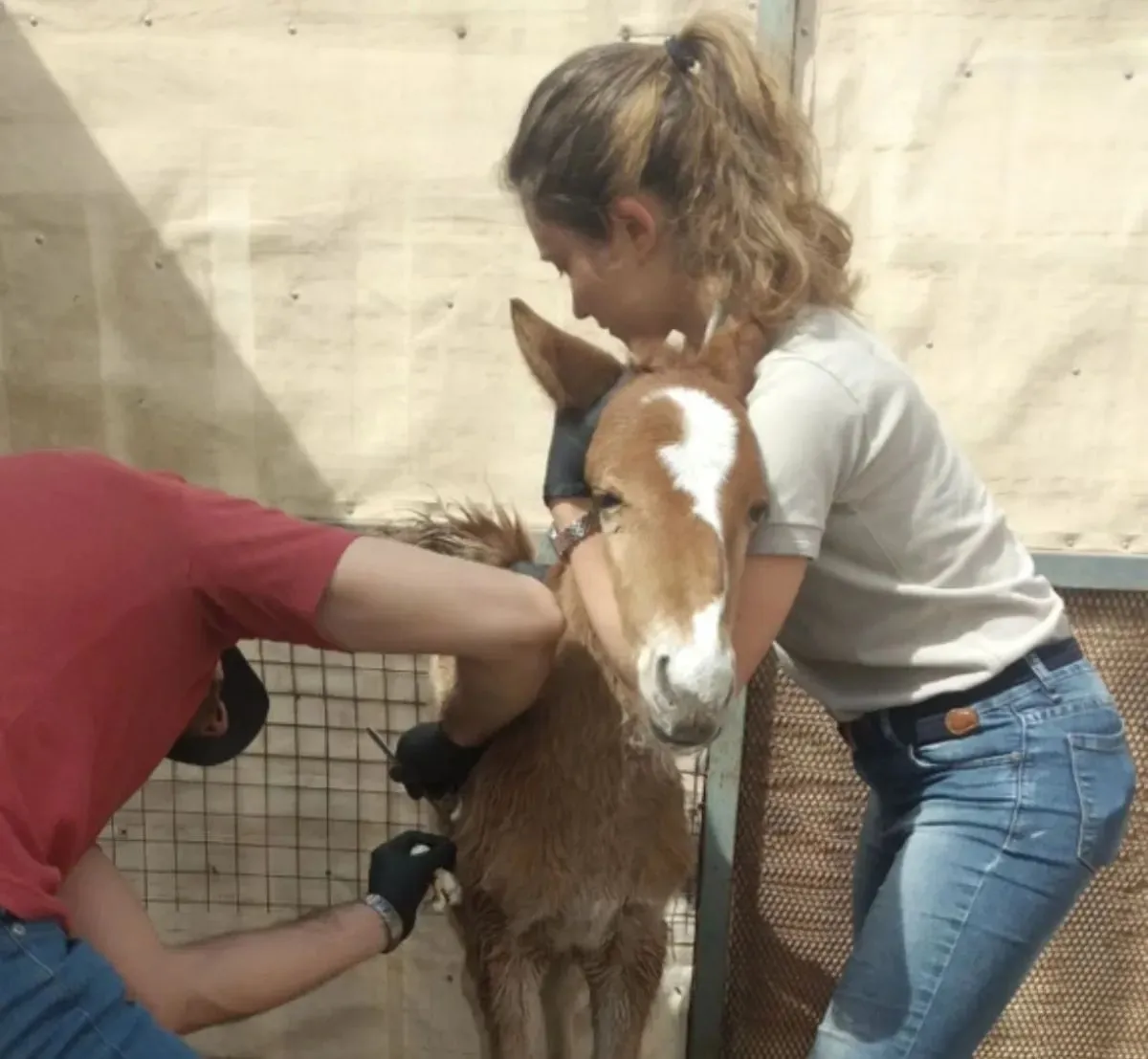 El caballo Peteco cuando fue rescatado a pocas semanas de vida