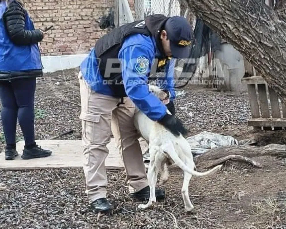 Personal de Delitos Ambientales y Bienestar Animal inspeccionó el terreno donde se constataron las faltas de higiene/ imagen gentileza