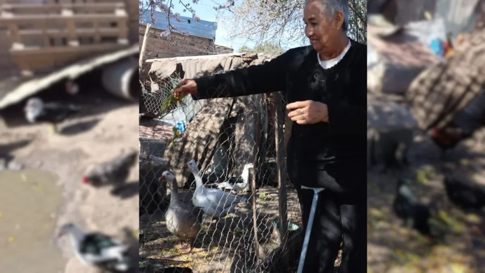 Francis mantiene desde hace más de 10 años una pequeña granja en su domicilio de Barrio Nuevo, donde los animales representan una de sus principales fuentes de ingreso y también su compañía cotidiana. Foto Tania Domenicucci-ANR