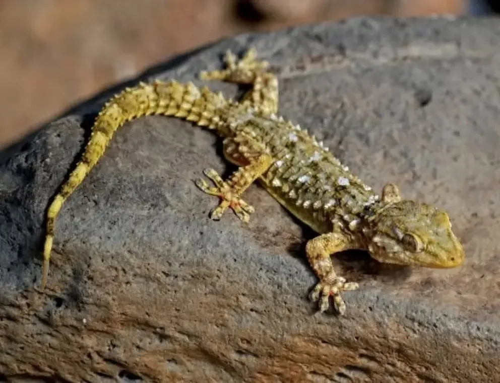 La cumbre científica reunirá a especialistas dedicados al estudio de anfibios y reptiles. 