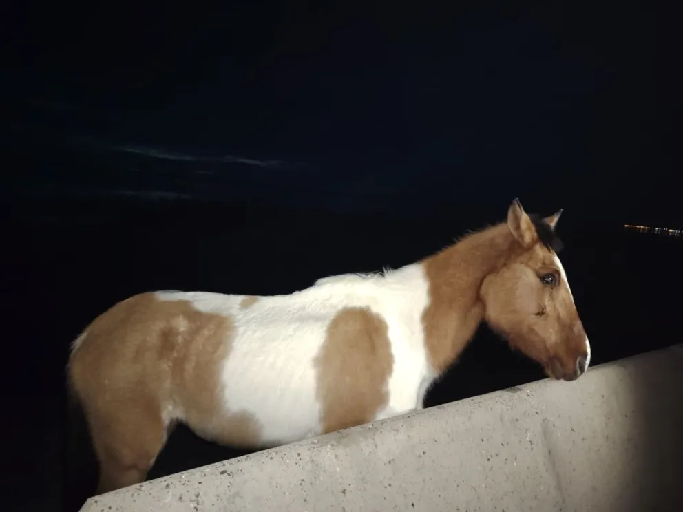 Piden ayuda para rescatar al caballo que, según explicó una vecina a ANR, permanece atrapado en la represa de Casa de Piedra. Foto cortesía