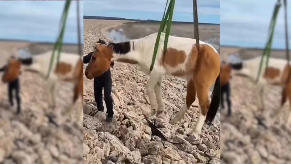 El caballo ahora se llamará "Campeón" según informaron sus rescatistas. Foto cortesía 