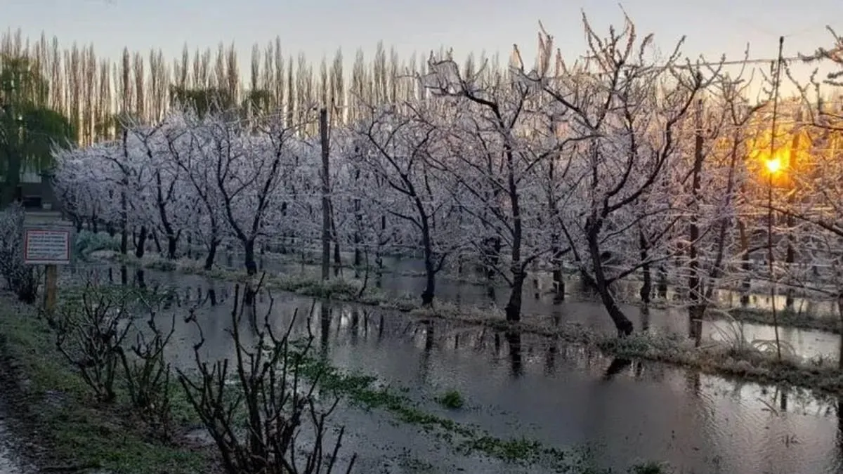 Frutales cubiertos de hielo durante una jornada de heladas tard&iacute;as en el Alto Valle. Foto: gentileza