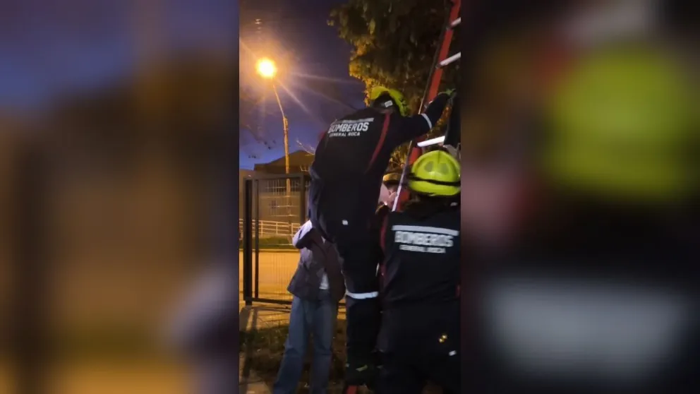 Uno de los Bomberos de Roca subió por una escalera para llegar hasta Atún y ayudarlo a bajar del árbol. Foto: captura de video / Bomberos Voluntarios de Roca.