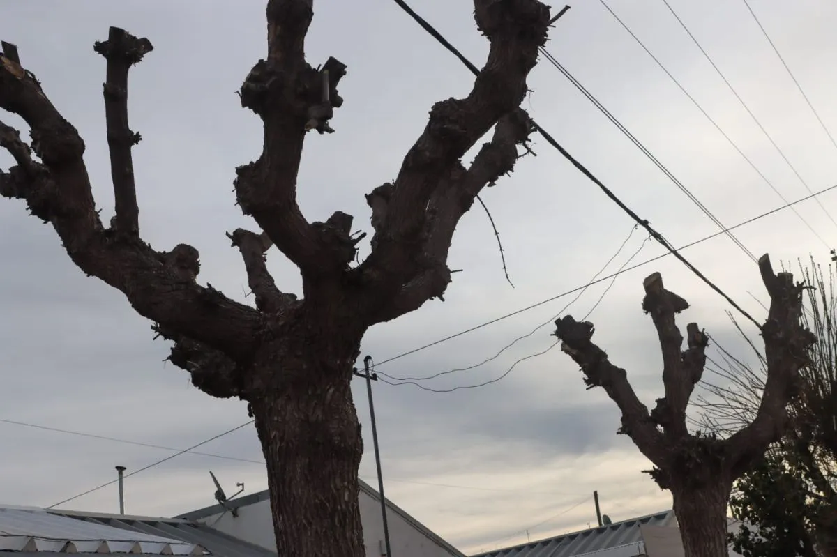 Los vecinos aseguran que plantaron y cuidaron los &aacute;rboles de sus veredas durante d&eacute;cadas. Foto: Tania Domenicucci