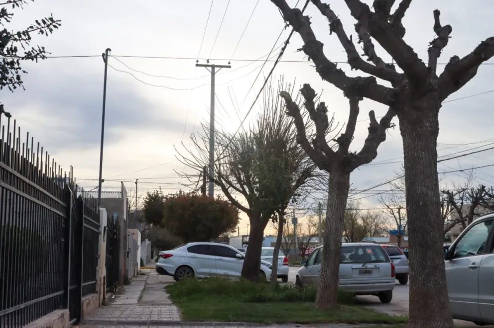 Los árboles podados que derivaron en las multas millonarias a los vecinos de San Cayetano. Foto: Tania Domenicucci