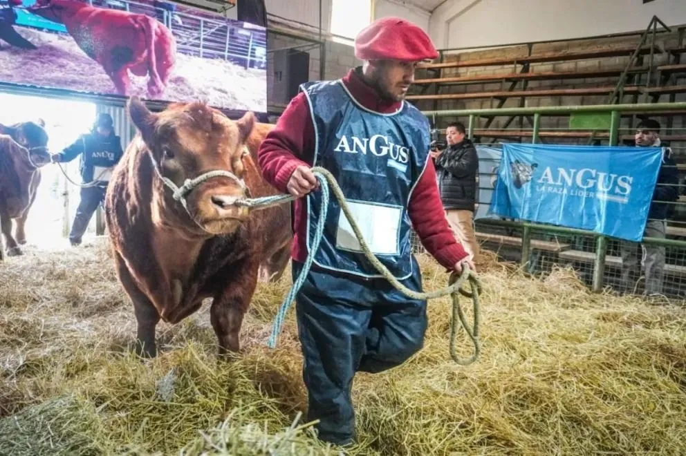 La raza Angus gana terreno en la zona de la mano de caballeros locales. Foto: Vanesa Schwemmler