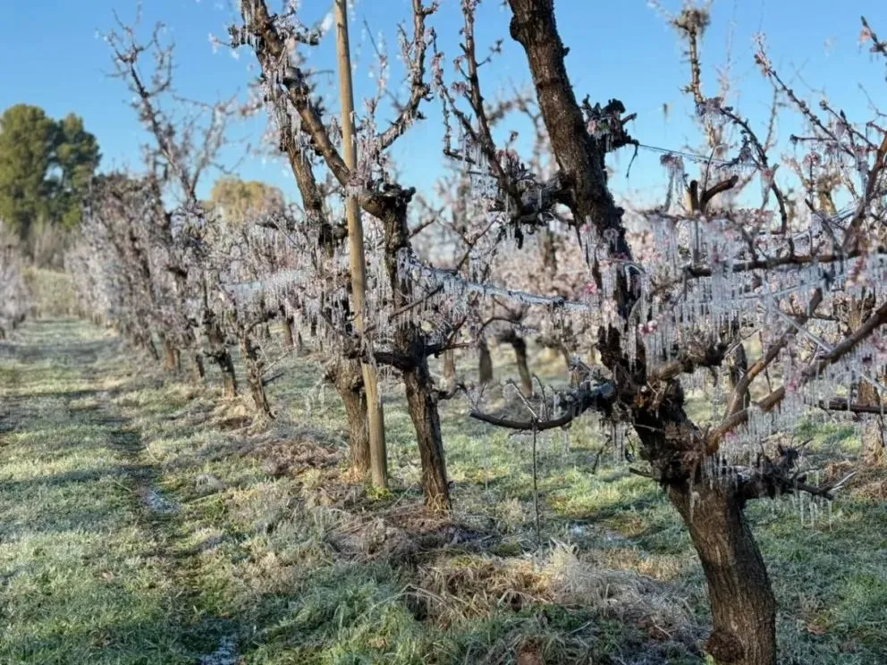 El riego por aspersi&oacute;n cubre de hielo los frutales como parte de la defensa frente a las bajas temperaturas. Foto: gentileza