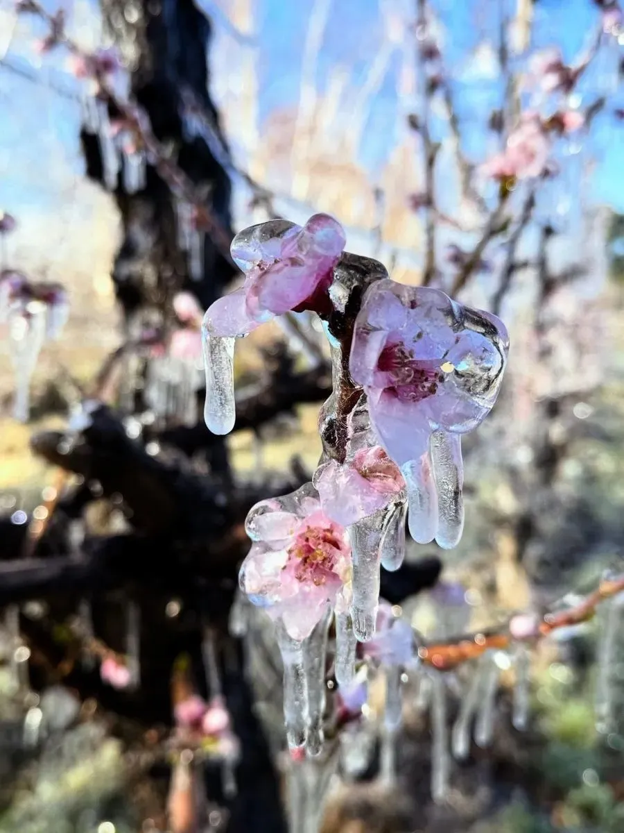 Flores cubiertas de hielo durante la defensa de los frutales frente a las heladas tard&iacute;as. Foto: gentileza