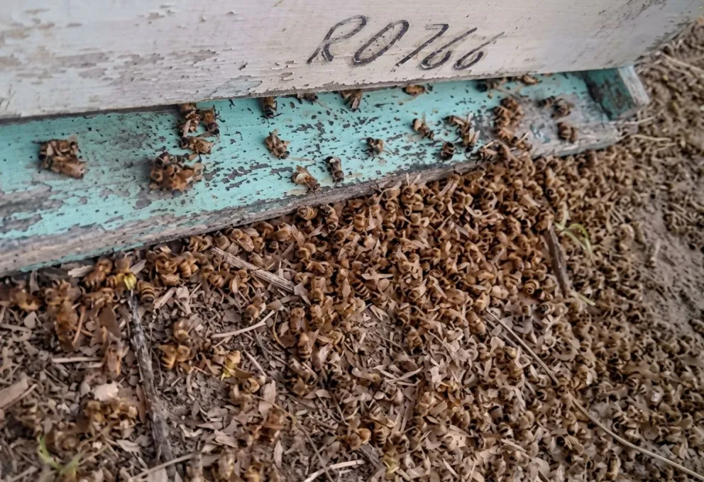 La situación afecta a productores locales y colmenas trashumantes traídas desde otras regiones del país. Foto gentileza