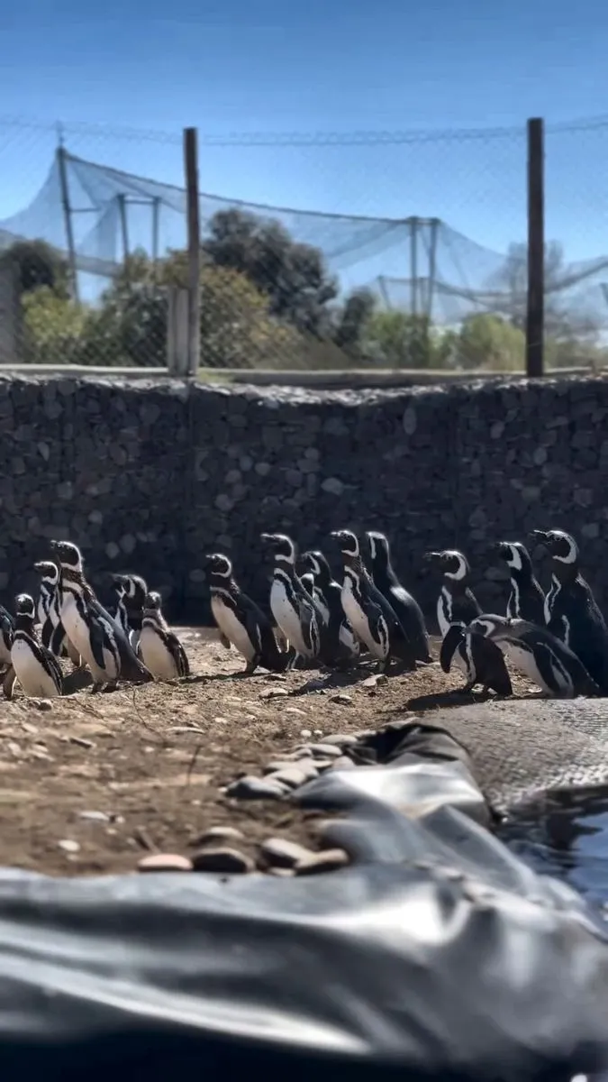 Los ping&uuml;inos comenzaron a explorar el espacio preparado para recibirlos en Bubalc&oacute;. Foto: Bubalc&oacute;