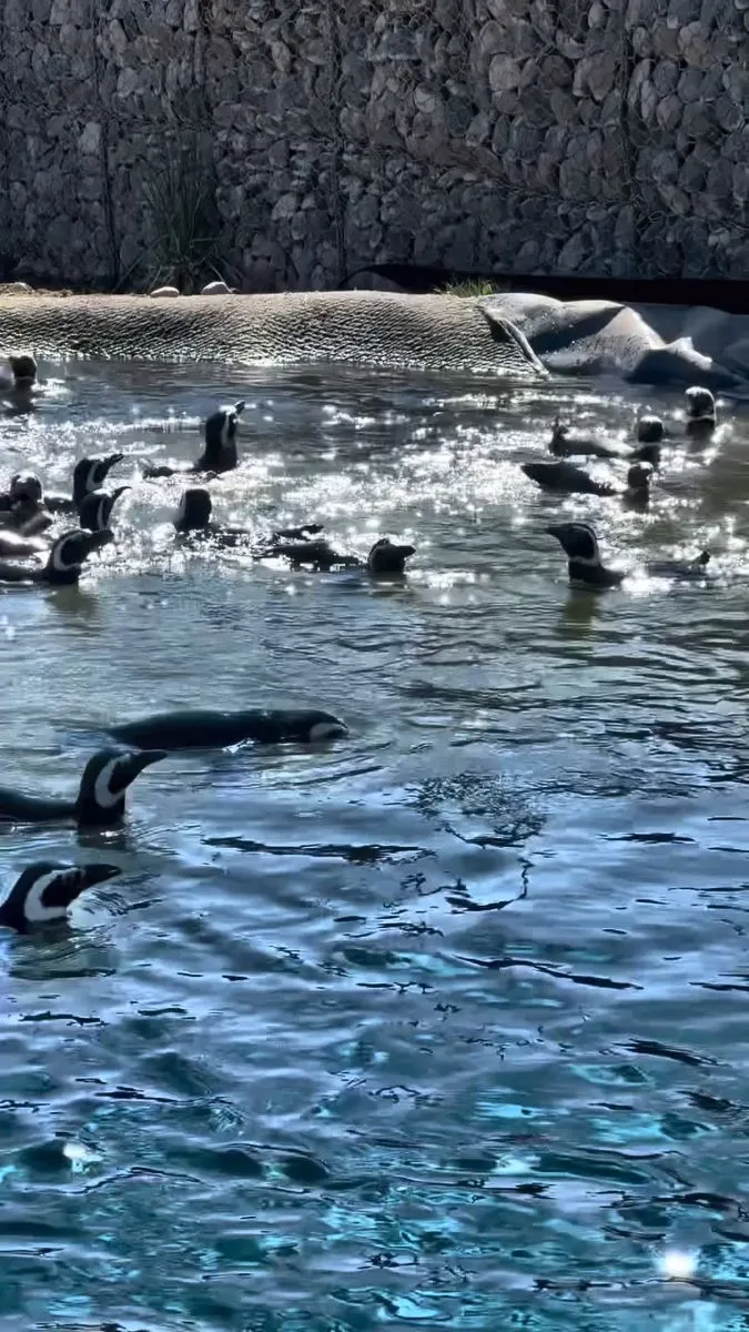 El nuevo espacio cuenta con un canal y diferentes rampas para los ping&uuml;inos. Foto: Bubalc&oacute;