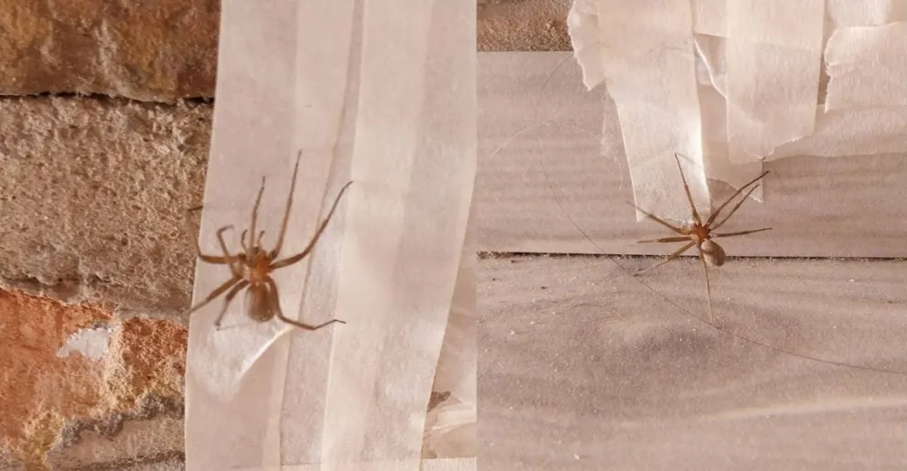 La araña loxosceles laeta hallada en una vivienda de Roca. Foto: gentileza