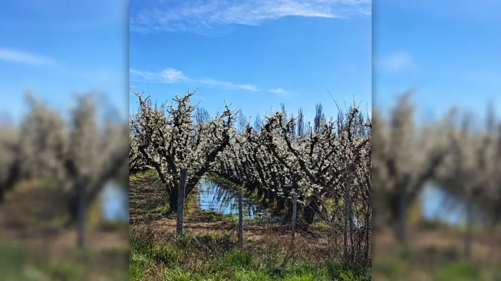 Las chacras del Alto Valle ya muestran sus frutales en plena floración. Foto: Jorge Rossi