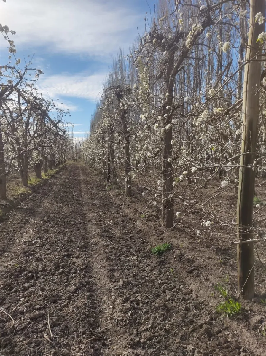 La floraci&oacute;n transforma por estos d&iacute;as el paisaje de las chacras del Alto Valle. Foto: gentileza