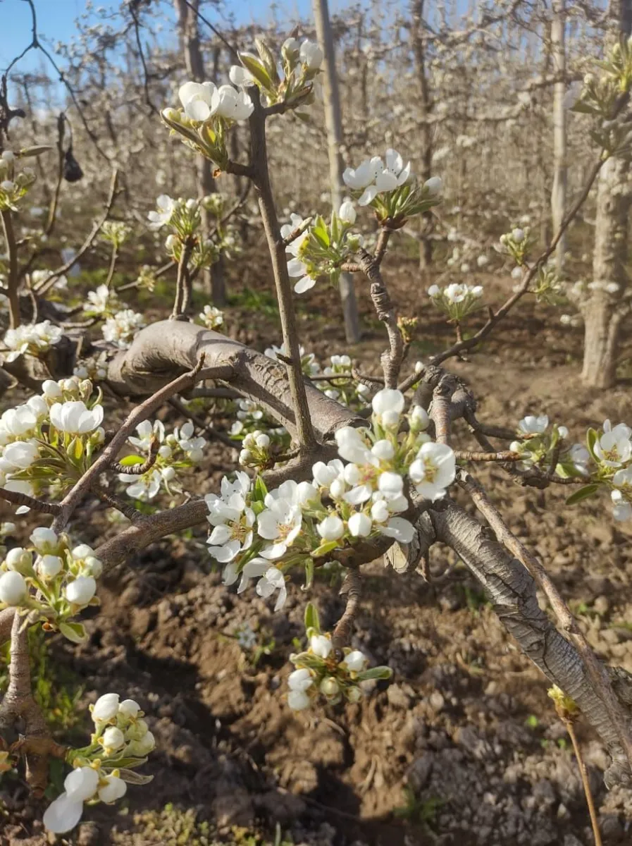 Las flores anticipan los frutos que dar&aacute;n forma a la pr&oacute;xima cosecha del Alto Valle. Foto: gentileza
