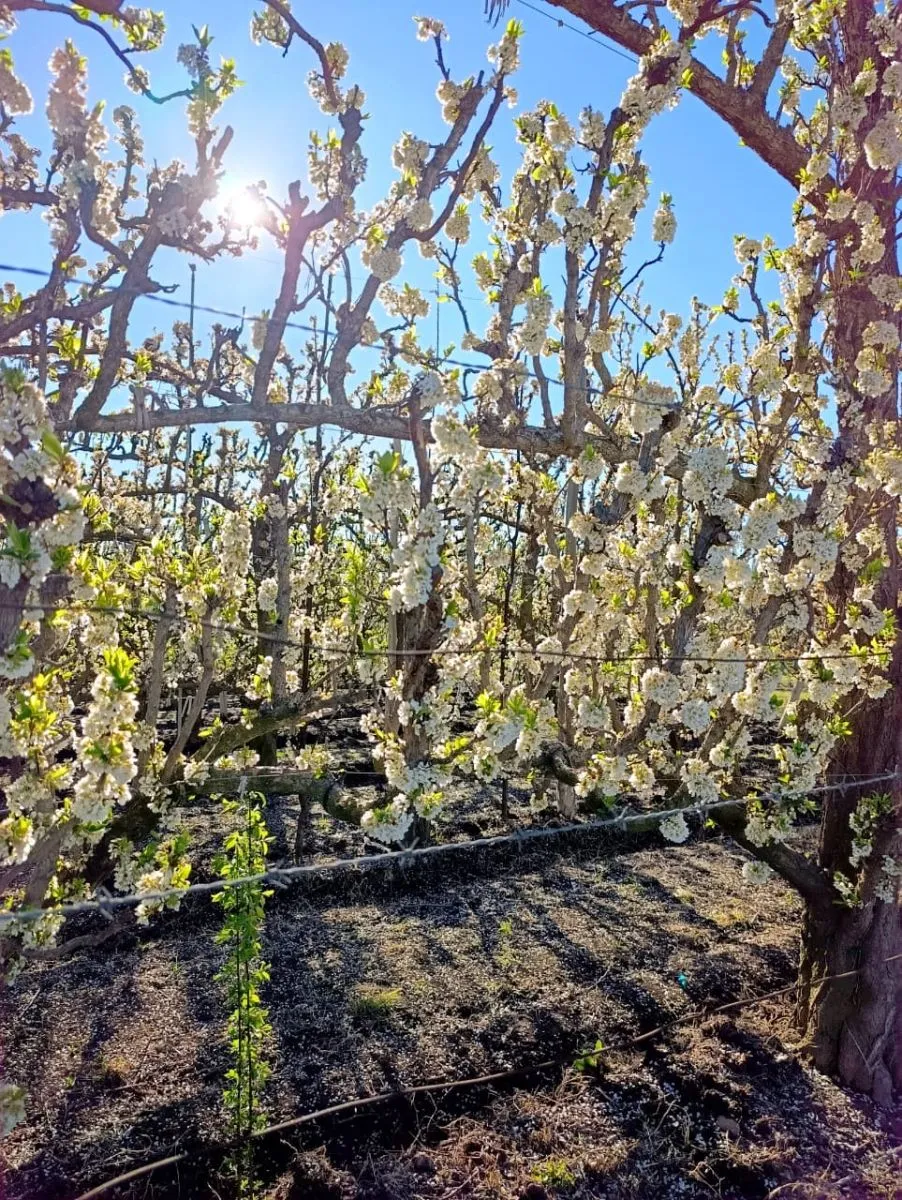 Las flores cubren las ramas de los frutales en plena primavera del Alto Valle. Foto: Tania Domenicucci