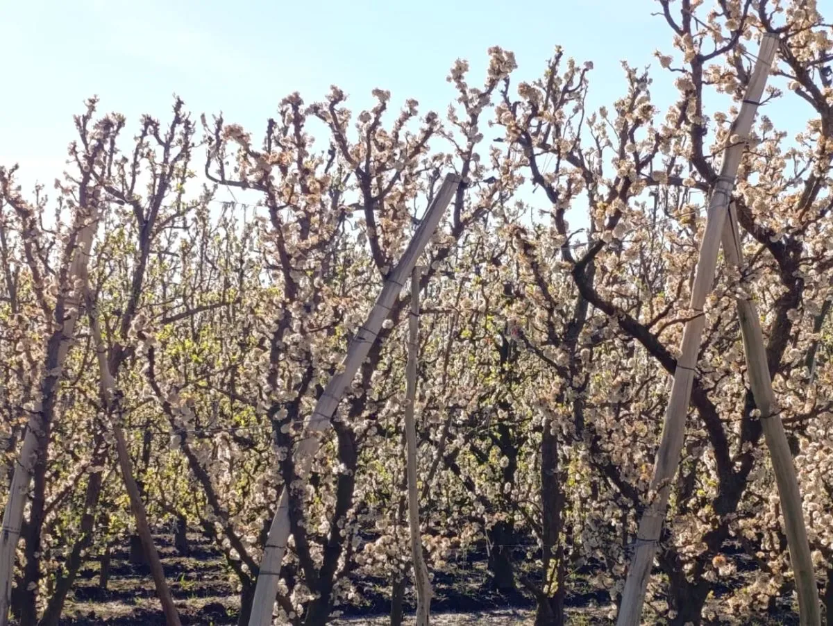 Los frutales atraviesan una etapa clave para la pr&oacute;xima temporada productiva. Foto: Tania Domenicucci