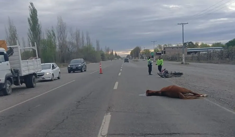 El Cuerpo de Seguridad Vial trabaja para identificar al propietario del animal. (Foto: gentileza)