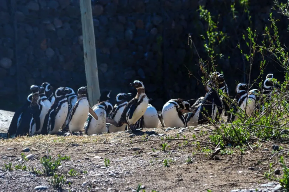 El equipo del bioparque sigue de cerca el reconocimiento que hacen del hábitat. Foto Tania Domenicucci