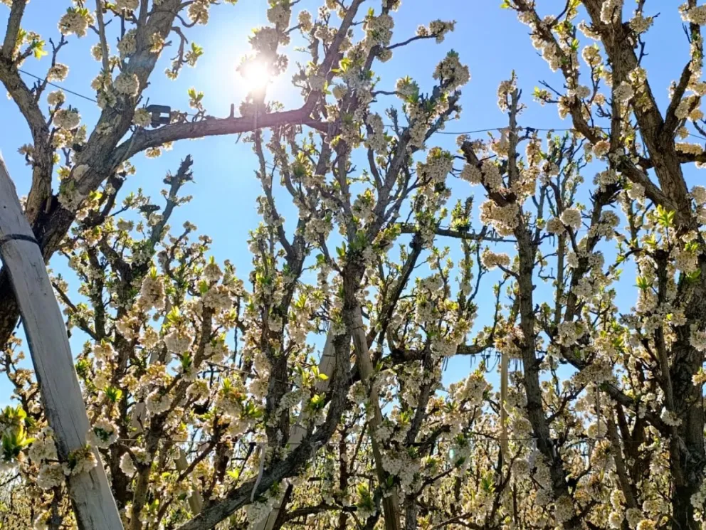 Hoy se esperan buenas condiciones climáticas en Roca. Foto Tania Domenicucci