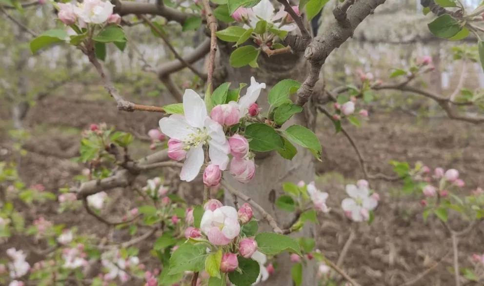 La floración viene desarrolandose bien en los frutales del Valle. Foto Candela Rossi