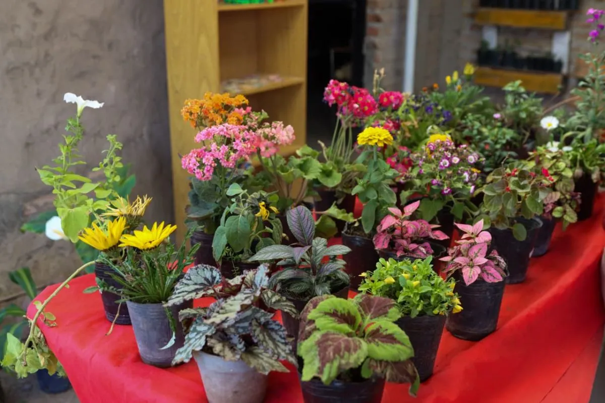 El intercambio de plantas con vecinos y vecinas del barrio crece mes a mes. Foto: Tania Domenicucci