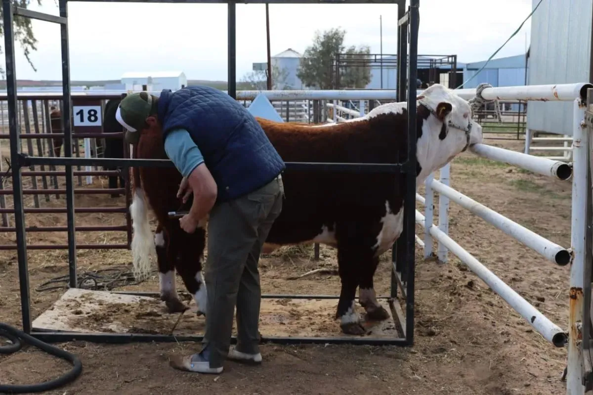 La Expo Rural del Alto Valle reunir&aacute; durante tres d&iacute;as a productores, animales y p&uacute;blico en Paso C&oacute;rdoba. Foto de archivo: Tania Domenicucci.